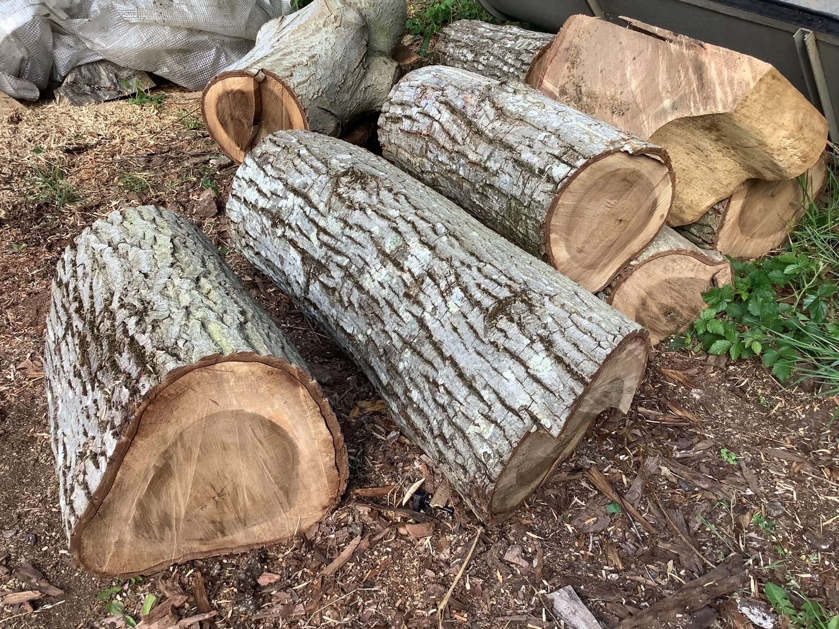Wallnut logs